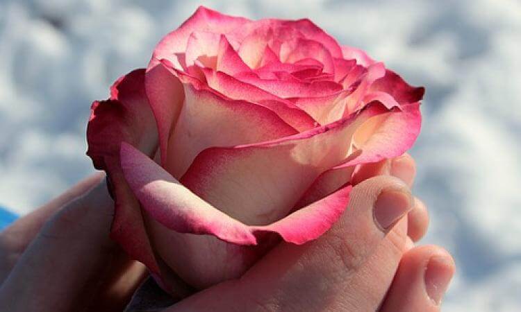 Glückwünsche zum Geburtstag