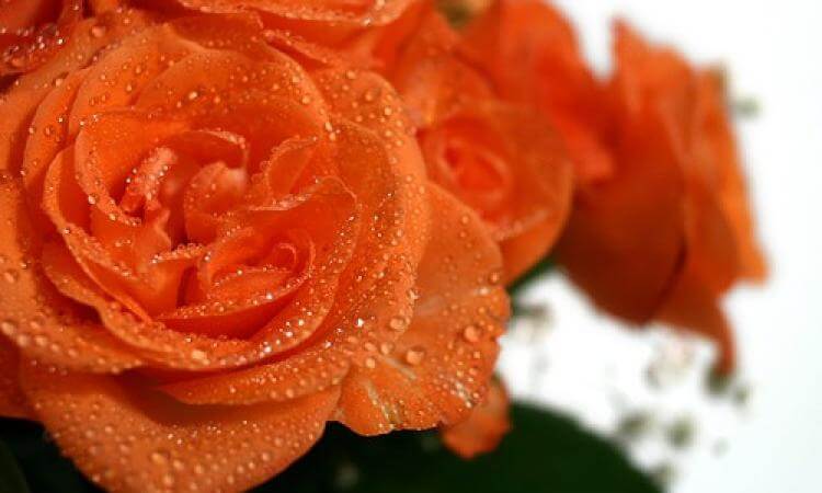 Gratulationen zur Goldenen Hochzeit