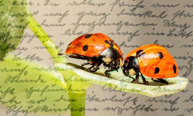 Romantische Gedichte