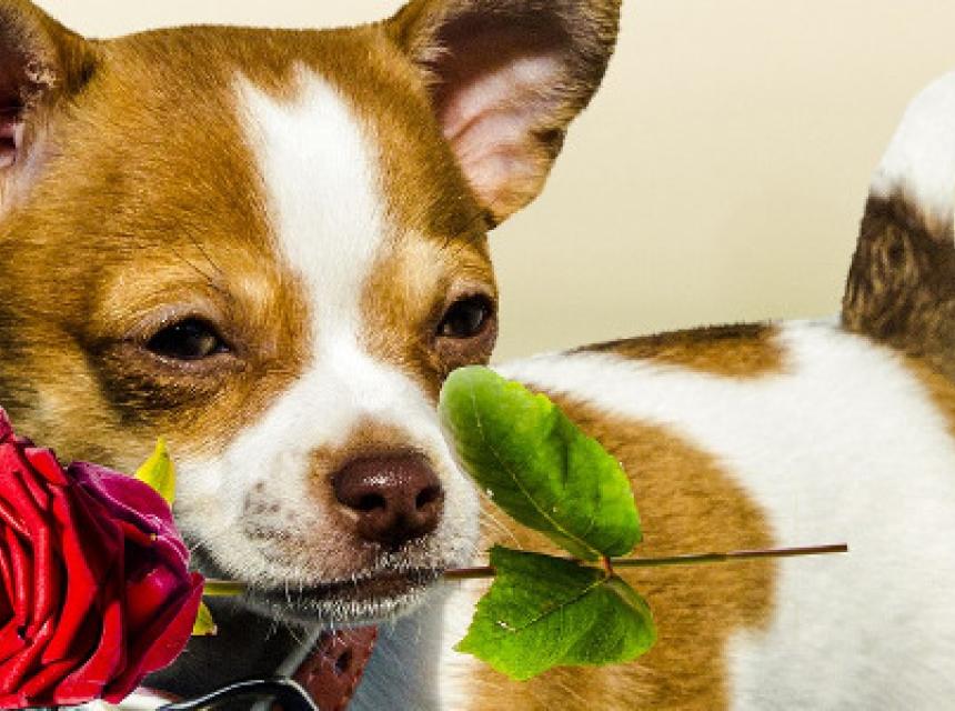 Entschuldigung per SMS