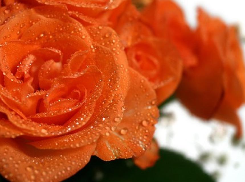 Gratulationen zur Silberhochzeit